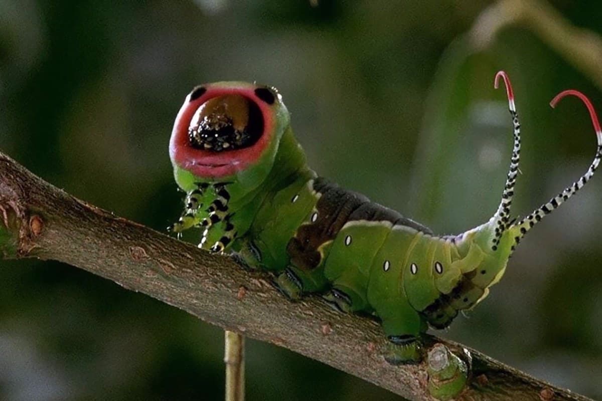 Μικρόκοσμος