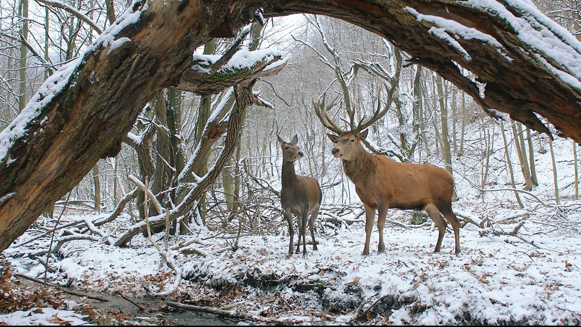 Η ψυχή και το σώμα