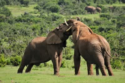 Animal Fight Club Κ4 Ε1