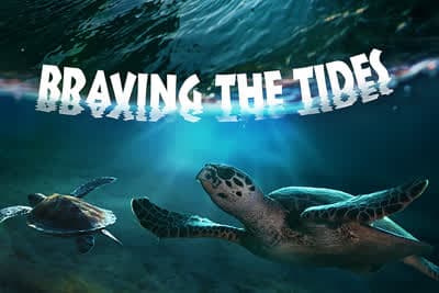 Μικρά Πλάσματα της Ακτής Ε2 (Ε)