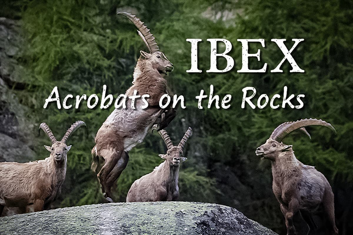 Οι Ακροβάτες των Βράχων