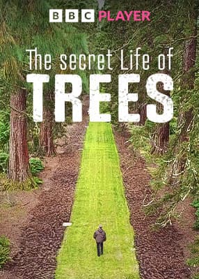 Η κρυφή ζωή των δέντρων