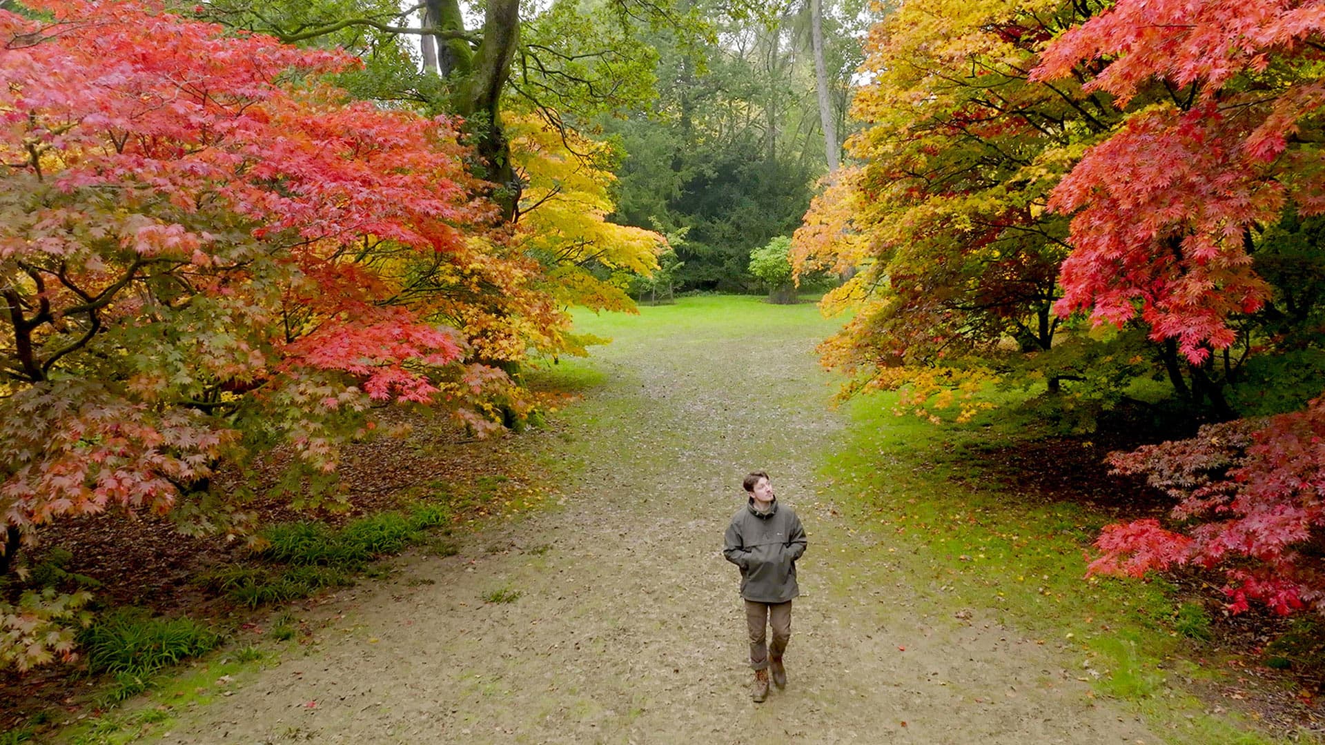 Η κρυφή ζωή των δέντρων
