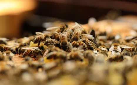 Ελλάδα: Ελληνικό μέλι