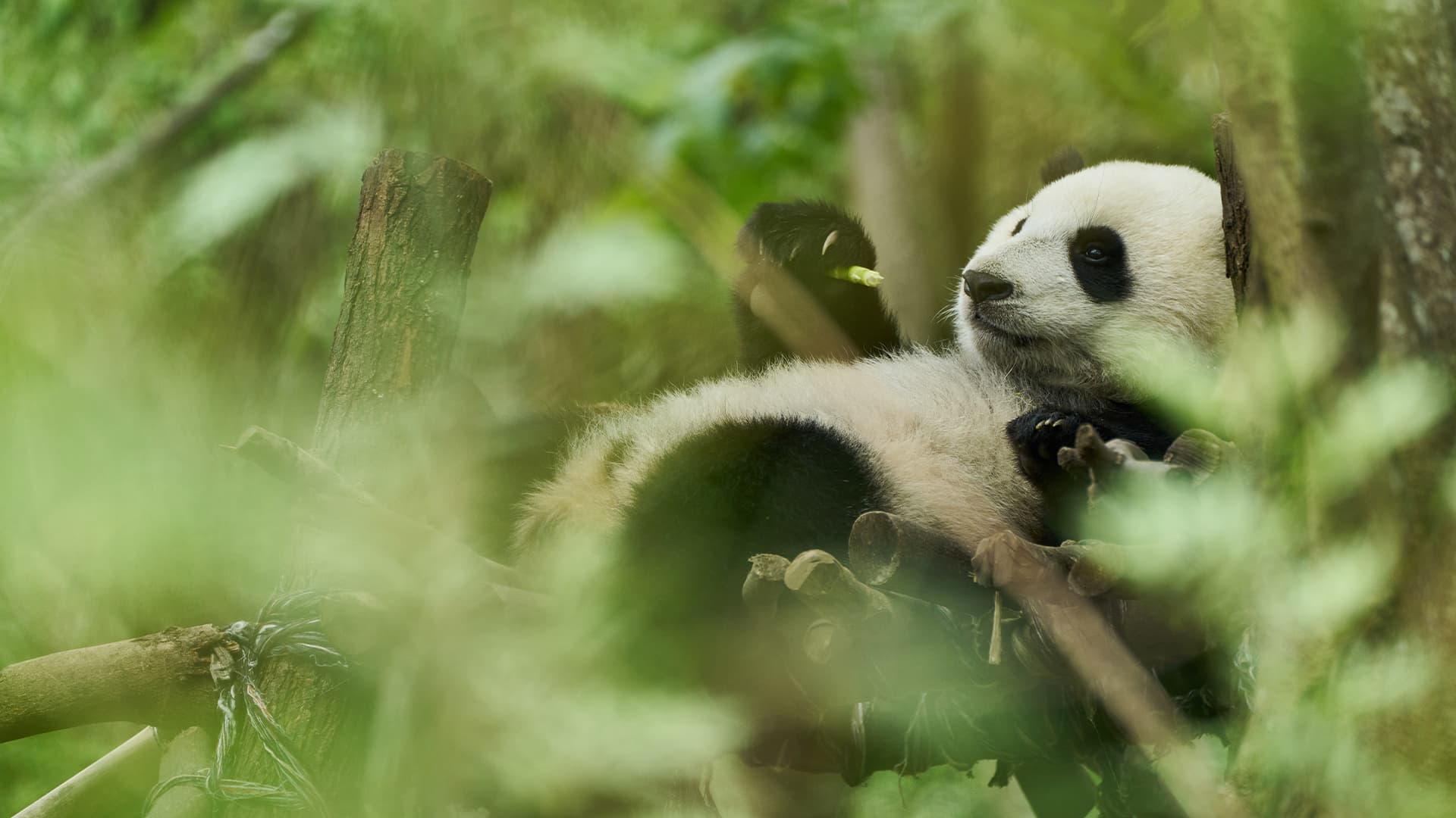 Το μικρό μου πάντα