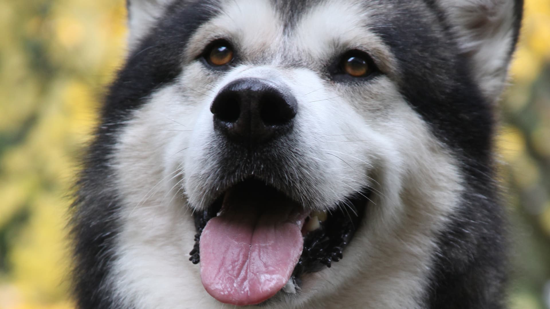 Hero Dog: The Journey Home