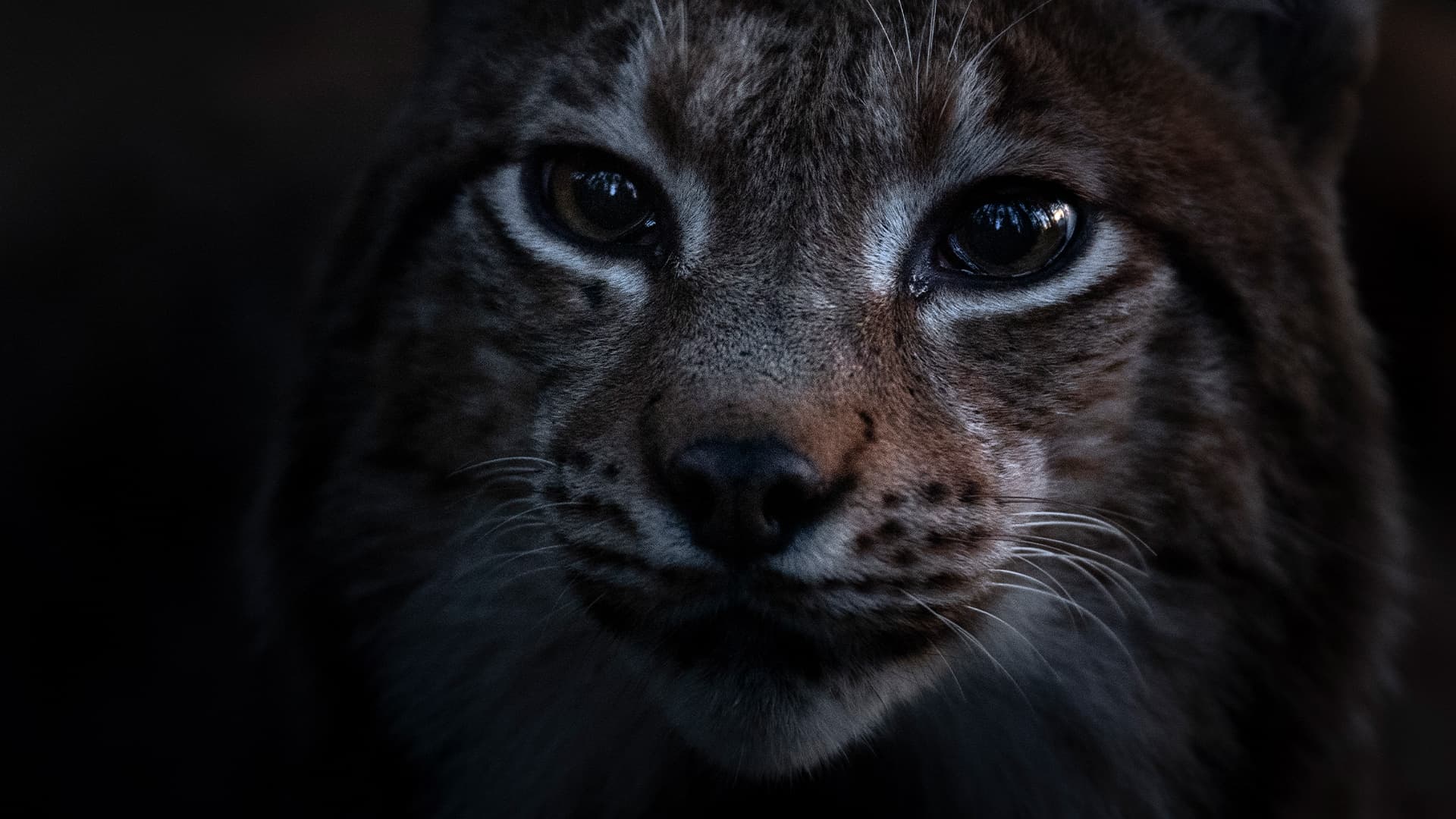 Το τραγούδι του δάσους