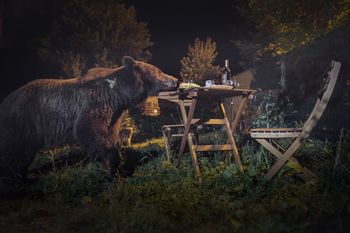 Οι Αρκούδες της Τρανσυλβανίας
