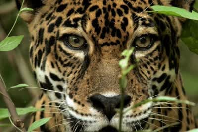 Άγριοι Κυνηγοί: Επιβίωση στην Αφρική Ε1