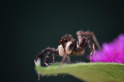 Άγρια, Έξυπνα, Θανατηφόρα Κ1 Ε3