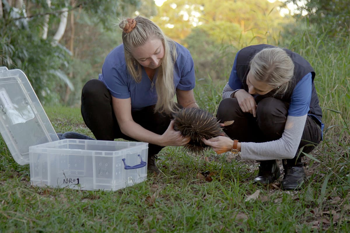 Διάσωση της Άγριας Φύσης, Αυστραλία Κ1 Ε3