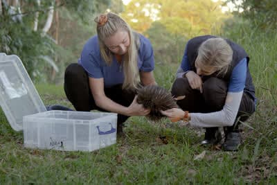 Διάσωση της Άγριας Φύσης, Αυστραλία Κ1 Ε2