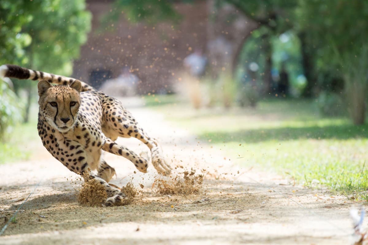 Μεγάλα Αιλουροειδή: Η Αναμέτρηση Κ1 Ε1