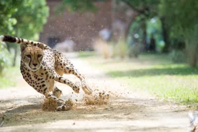 Μεγάλα Αιλουροειδή: Η Αναμέτρηση Κ1 Ε1