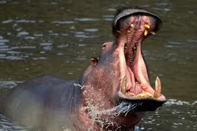 Τακτικές Επίθεσης στο Ζωικό Βασίλειο Ε1