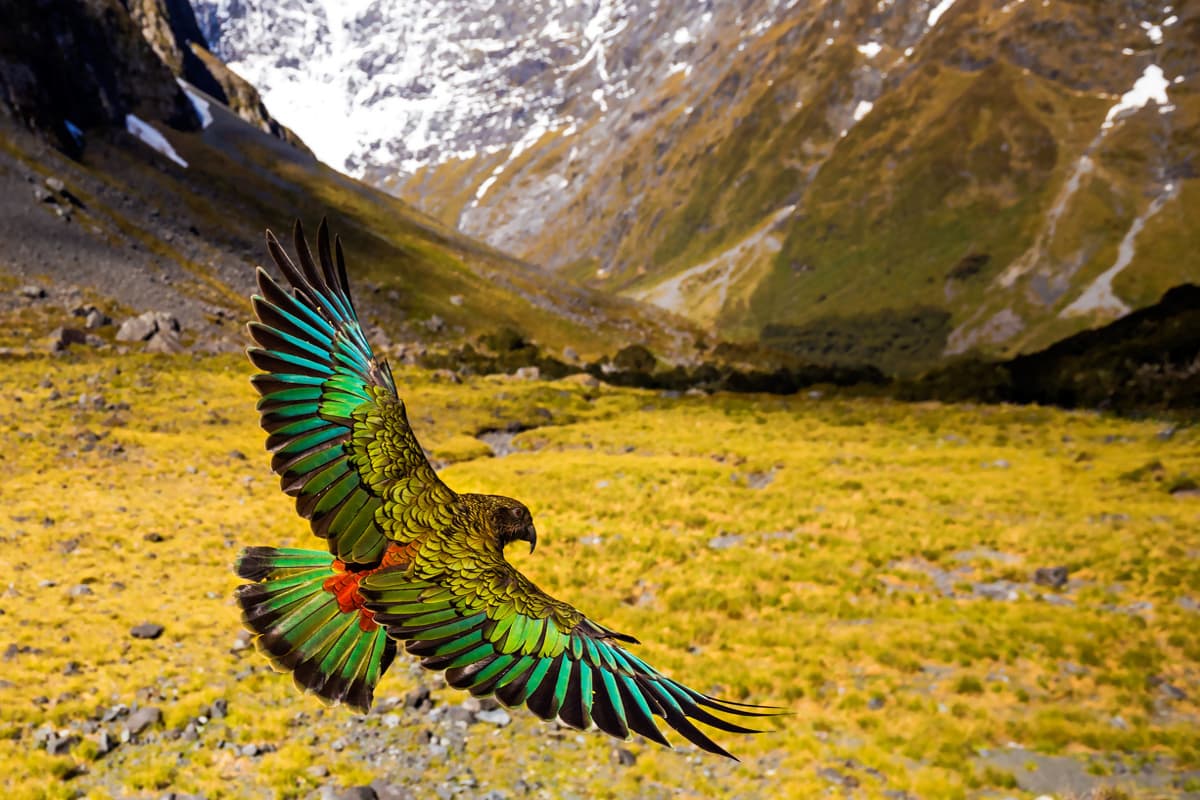 Νέα Ζηλανδία: Τα Μυθικά Νησιά της Γης Κ1 Ε1