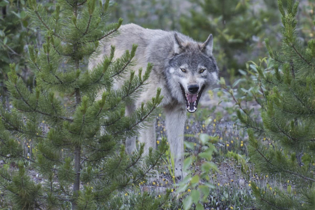Άγριοι Κυνηγοί Κ1 Ε5