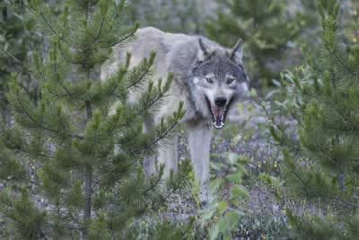 Άγριοι Κυνηγοί Κ1 Ε8