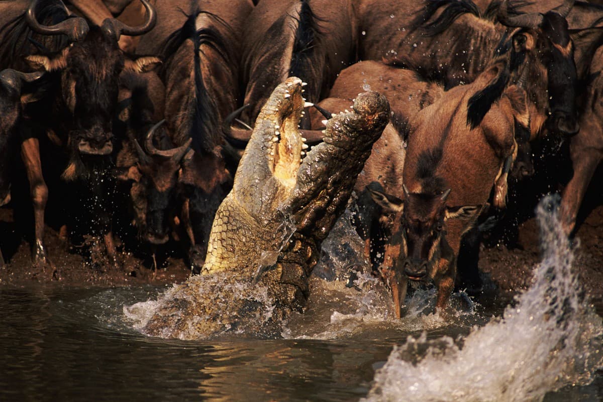 Δοκιμασίες στην Άγρια Φύση Κ1 Ε1