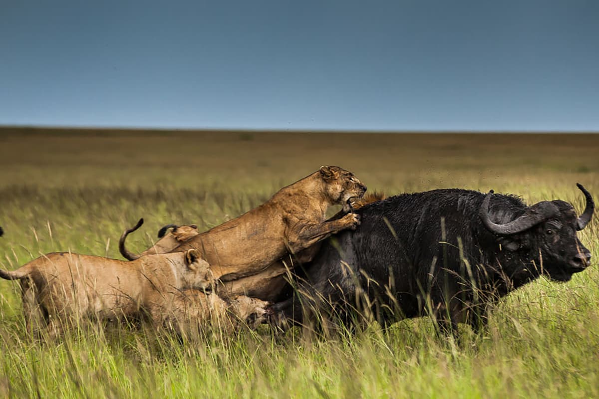 Γενιές Κυνηγών Κ1 Ε4