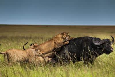 Γενιές Κυνηγών Κ1 Ε4