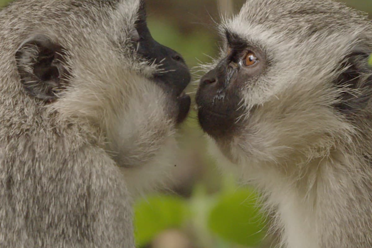 Αποκωδικοποιώντας τα Ζώα Κ1 Ε1