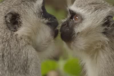 Αποκωδικοποιώντας τα Ζώα Κ1 Ε1