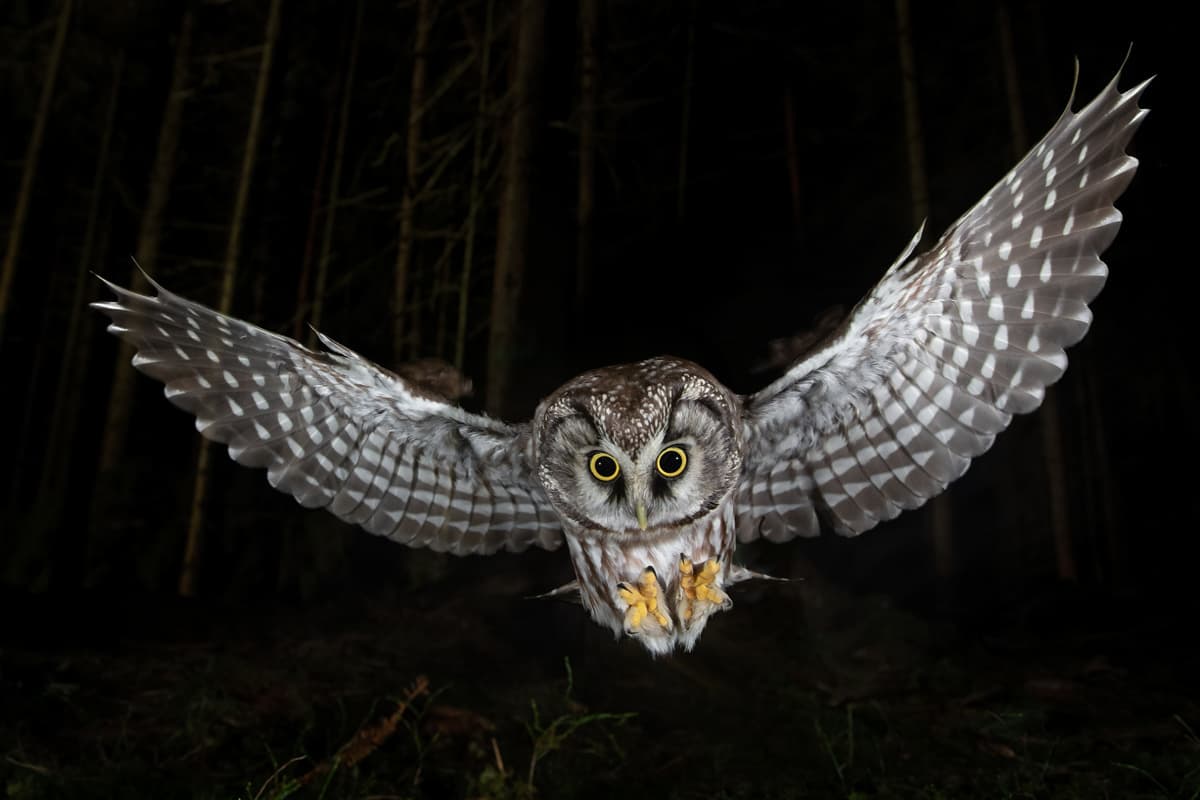 Μια Νύχτα στο Δάσος