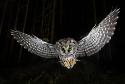 Μια Νύχτα στο Δάσος