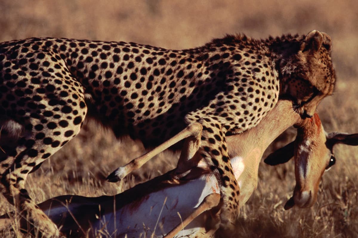 Γεννημένοι Δολοφόνοι Κ4 Ε2