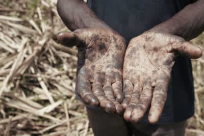 Αίμα, Ιδρώτας και Ζάχαρη