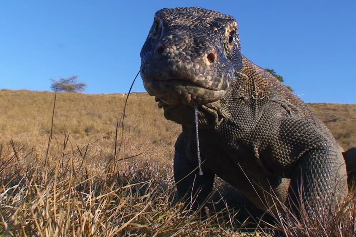 Τα Τρία Φονικότερα Ζώα Κ1 Ε1