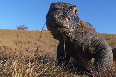Τα Τρία Φονικότερα Ζώα Κ1 Ε1