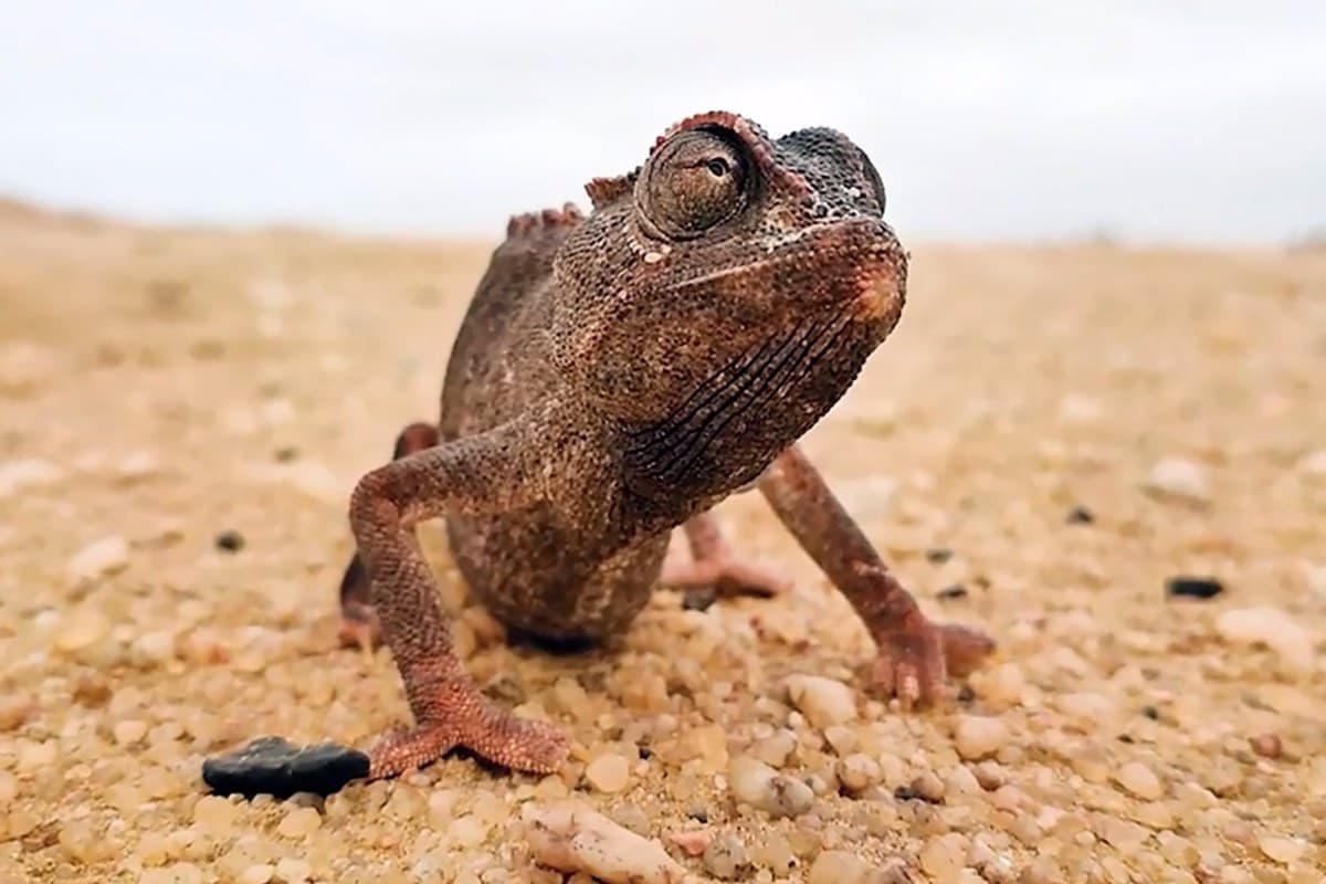 Η Ζωή στην Καυτή Αφρική Κ1 Ε5
