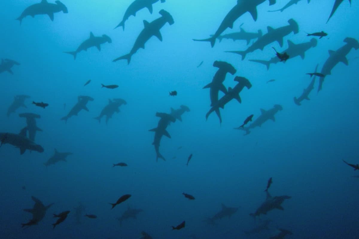 Ειρηνικός Ωκεανός Κ1 Ε2