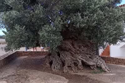 Aν η Ελιά Μιλούσε